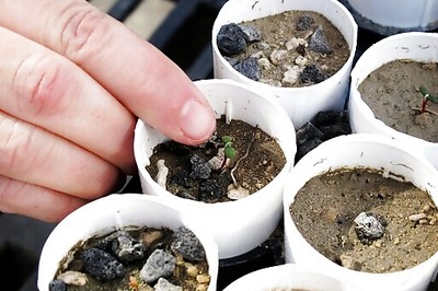 AP Exclusive: Rare wildflower could jeopardize lithium mine