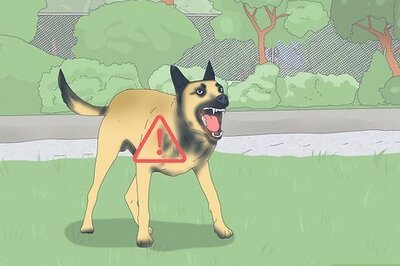 How to Avoid Vicious Dog Attacks on Your Small Dog