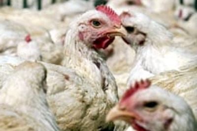Bird flu spreads in Bangladesh
