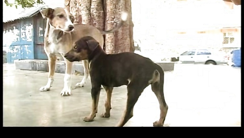 SC to hear plea against Kerala's decision to cull stray dogs