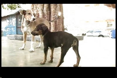 SC to hear plea against Kerala's decision to cull stray dogs