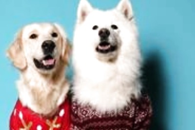How To Take Care Of Your Pets This Winter? Find Out Here