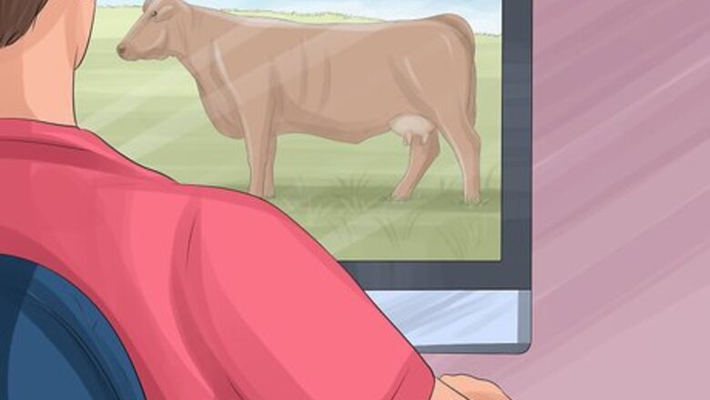 How to Identify Shorthorn Cattle