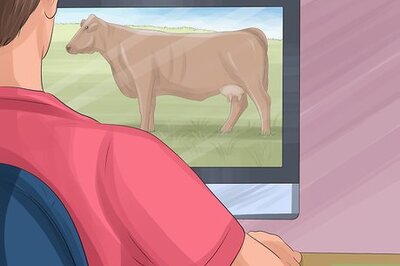 How to Identify Shorthorn Cattle