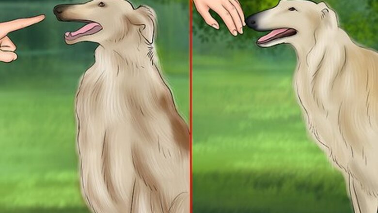 How to Care for a Borzoi