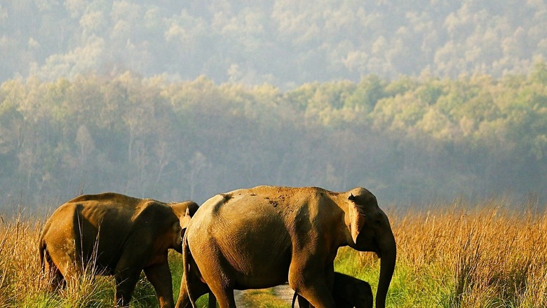 World Elephant Day 2022: PM Modi Calls for Protection of Elephants, Lauds Work on Animal Conservation | See Photos