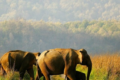 World Elephant Day 2022: PM Modi Calls for Protection of Elephants, Lauds Work on Animal Conservation | See Photos