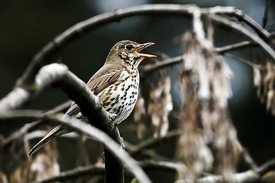 France Suspends Controversial Glue-trapping Of Songbirds