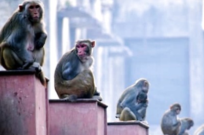 New Vaccine Blocks Novel Coronavirus, Its Variants in Animals: Study