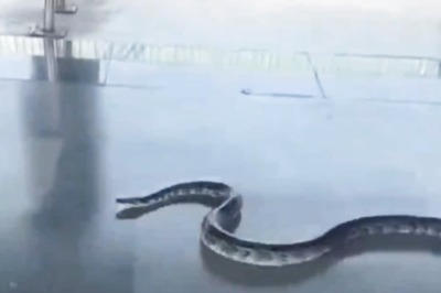 In Shocking Video, 6-Foot Snake Creates Panic At Rishikesh Railway Station