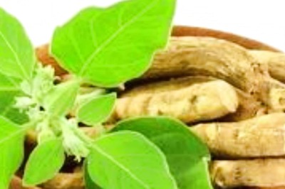 Immunity Boosting Ayurvedic Herbs To Keep Winter Illnesses At Bay