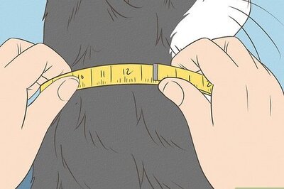 How to Put an Elizabethan Collar on a Cat