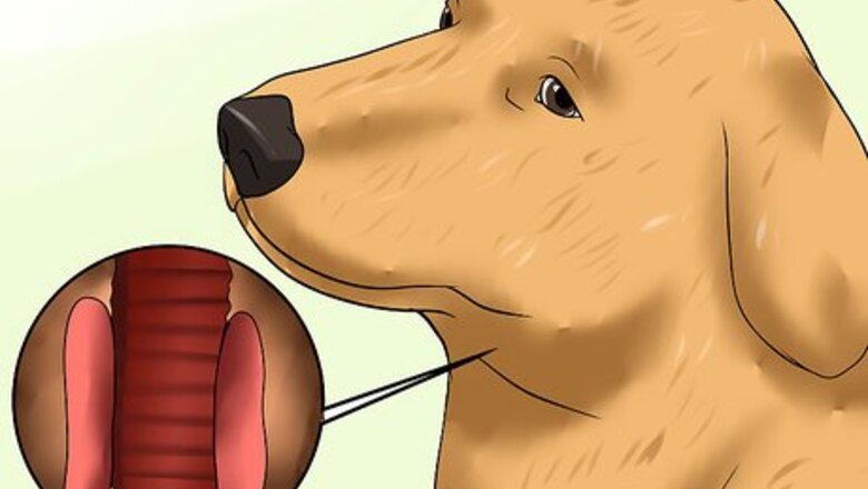 How to Diagnose Hypothyroidism in Golden Retrievers