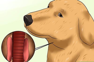How to Diagnose Hypothyroidism in Golden Retrievers