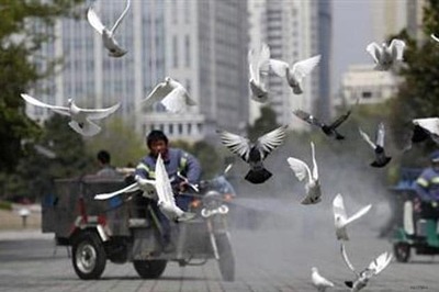 38 infected with bird flu, says China