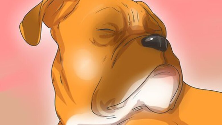 How to Diagnose Entropion in Boxers