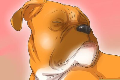 How to Diagnose Entropion in Boxers