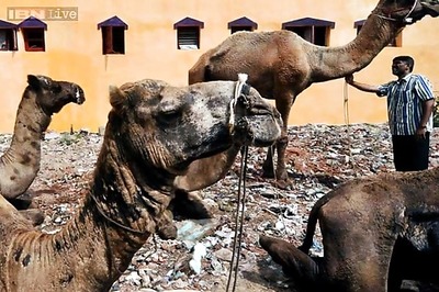 Rajasthan: 150-year-old Eid practice of camel sacrifice discontinued in Tonk