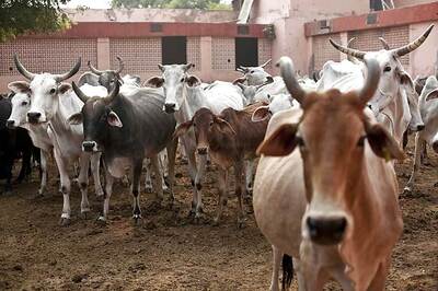 BJP to Raise Issue of Illegal Slaughterhouses in Gujarat