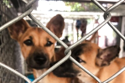 World Rabies Day 2021: Theme, History, Significance and All You Need to Know