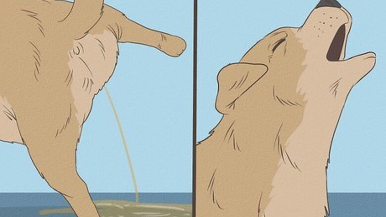 How to Treat a Dog's Bladder Infection