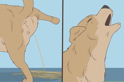 How to Treat a Dog's Bladder Infection