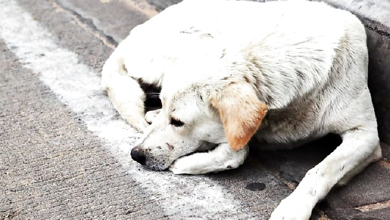 Happy Diwali 2020: How to Take Care of Pets, Stray Animals on Deepavali