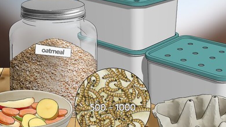 How to Raise Mealworms