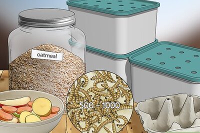 How to Raise Mealworms