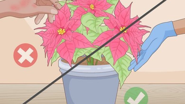 How to Prune a Poinsettia