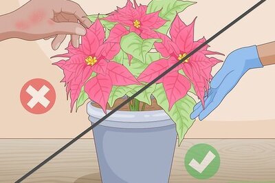 How to Prune a Poinsettia