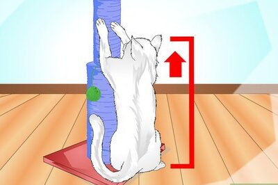 How to Get Your Cat to Use a Scratching Post