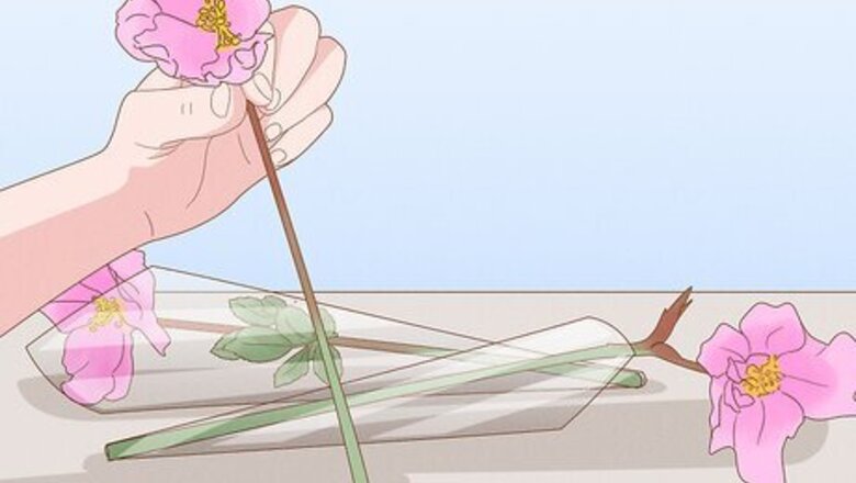 How to Cut Flowers