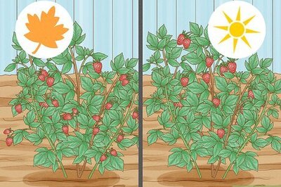 How to Prune Raspberries