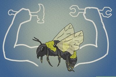 What Do Bumblebees Symbolize Spiritually?