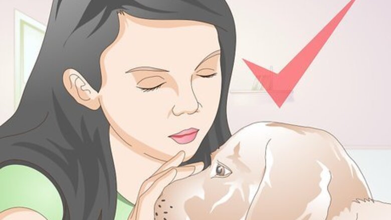 How to Treat Lacerations on Dogs