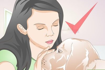 How to Treat Lacerations on Dogs