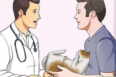 How to Prepare a Cat for Air Travel