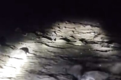 Watch: Olive Ridley Turtles Arrive On Odisha Beach For Mass Nesting