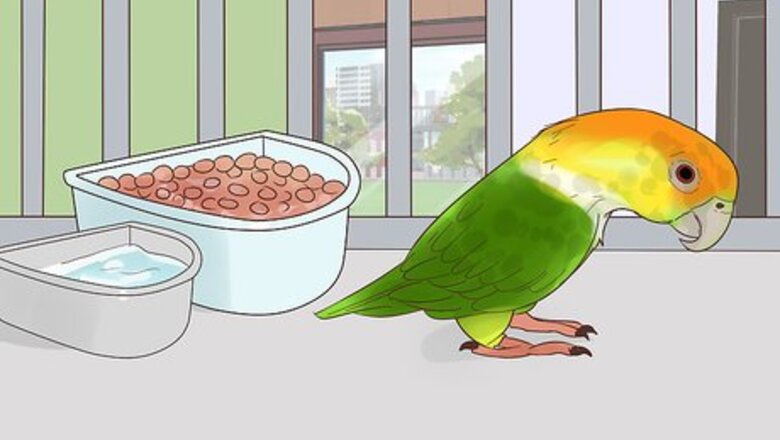 How to Treat Polyomavirus in Caique Parrots