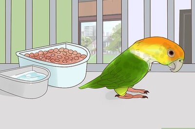 How to Treat Polyomavirus in Caique Parrots