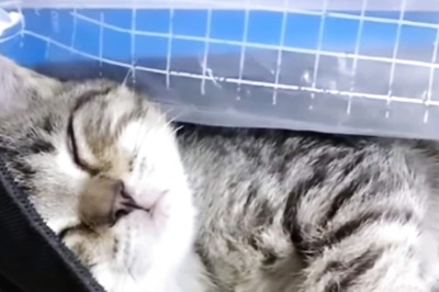 Watch: Sleepyhead Cat Ends Up In School Student's Backpack