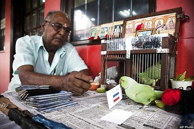 Mani the parakeet tips Holland to win WC
