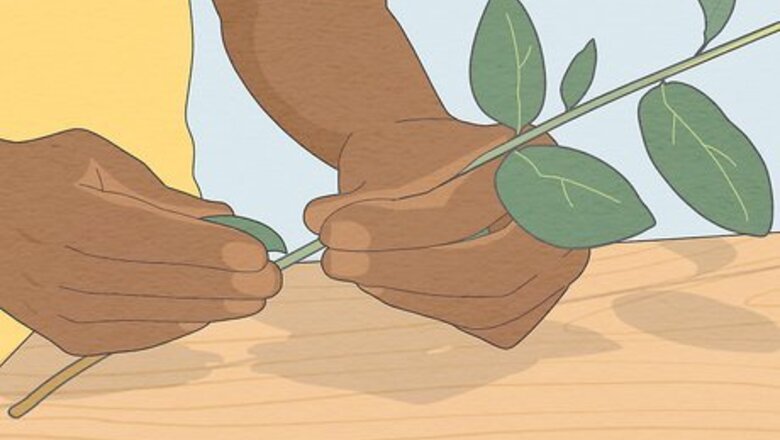 How to Hang Eucalyptus in the Shower