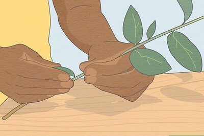 How to Hang Eucalyptus in the Shower