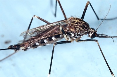 Jamshedpur Hit with Dengue Threat as Fresh Cases are Piling Up