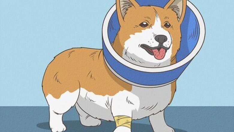 How to Look After a Dog With Stitches