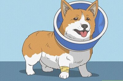 How to Look After a Dog With Stitches