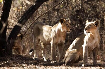 Govt to Set up National Wildlife Disease Research Centre in Gujarat as Part of Project Lion