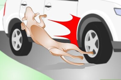 How to Tell if Your Dog Has a Broken Bone